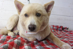 ミキちゃんアイキャッチ