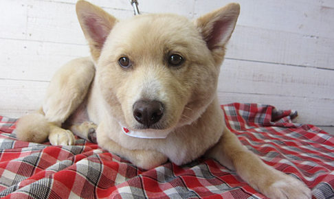 ミキちゃんアイキャッチ