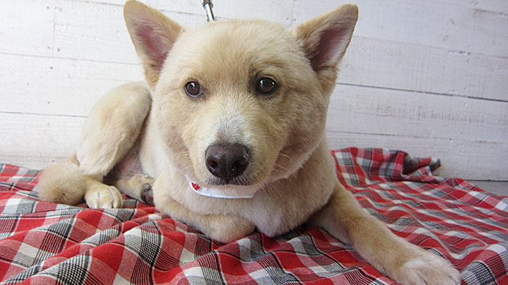 ミキちゃんアイキャッチ