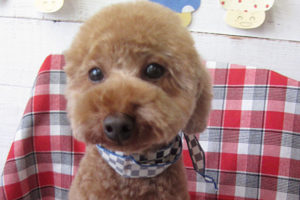 ゆずちゃんアイキャッチ