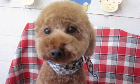 ゆずちゃんアイキャッチ