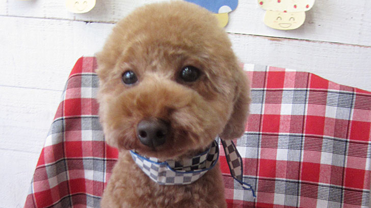 ゆずちゃんアイキャッチ