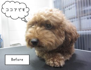 TPのココアちゃんカット前