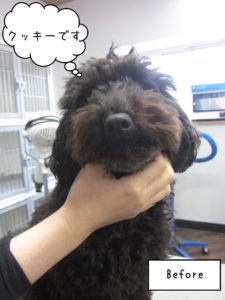 TPのクッキーちゃんカット前