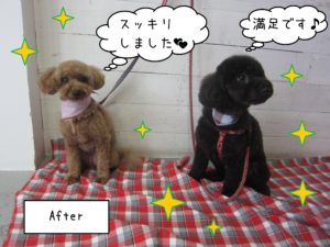 TPのクッキーちゃんココアちゃん施術後