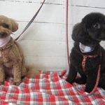 クッキーちゃんココアちゃんアイキャッチ