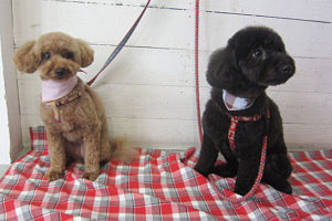 クッキーちゃんココアちゃんアイキャッチ