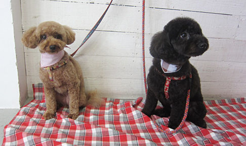 クッキーちゃんココアちゃんアイキャッチ