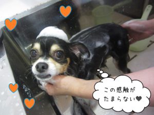 MIXのマグちゃんシャンプー中
