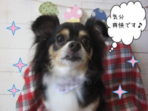 MIXのマグちゃん施術後