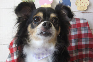 マグちゃんアイキャッチ