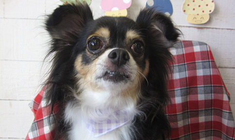 マグちゃんアイキャッチ