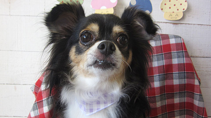 マグちゃんアイキャッチ