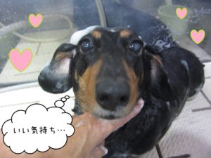 MDのチェリーちゃんシャンプー中