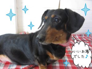 MDのチェリーちゃん施術後