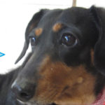 チェリーちゃんアイキャッチ