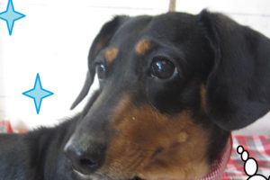 チェリーちゃんアイキャッチ