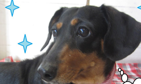 チェリーちゃんアイキャッチ