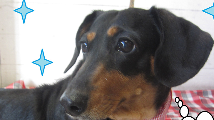 チェリーちゃんアイキャッチ