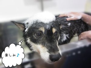 シャンプーしば