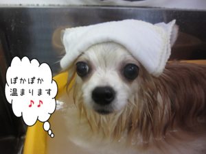 お風呂チワワ