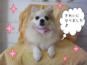 仕上がりチワワ