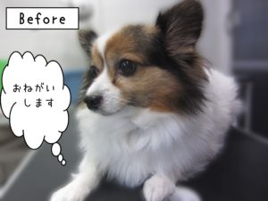 よろしくパピヨン