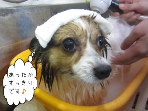 お風呂パピヨン