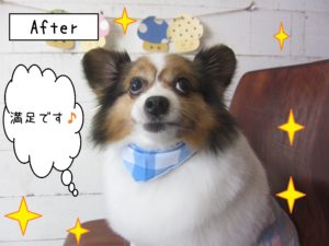 仕上がりパピヨン