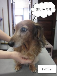 MDのランちゃんカット前