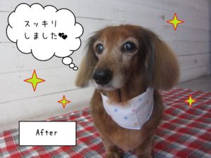 MDのランちゃん施術後