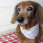 ランちゃんアイキャッチ