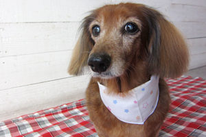 ランちゃんアイキャッチ