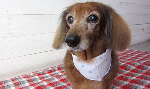 ランちゃんアイキャッチ