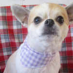 レオンちゃんアイキャッチ