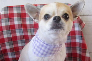 レオンちゃんアイキャッチ