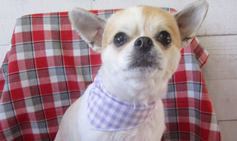 レオンちゃんアイキャッチ