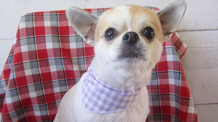 レオンちゃんアイキャッチ