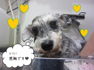 MSのソルちゃんシャンプー中