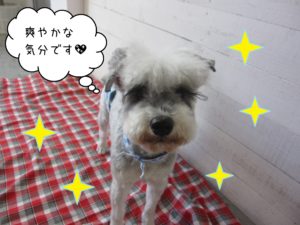 MSのソルちゃん施術後