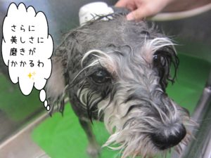 シャンプーＭシュナ