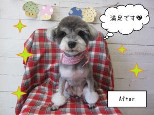 MSのベルちゃん施術後