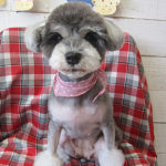 ベルちゃんアイキャッチ