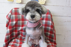 ベルちゃんアイキャッチ