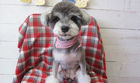 ベルちゃんアイキャッチ