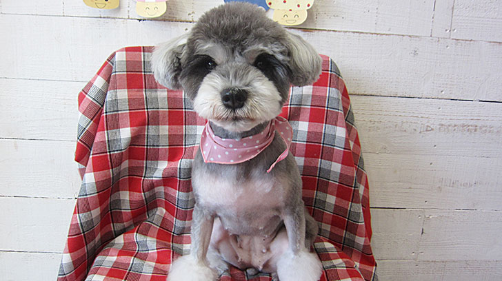 ベルちゃんアイキャッチ