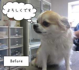 チワワのレオンちゃんカット前