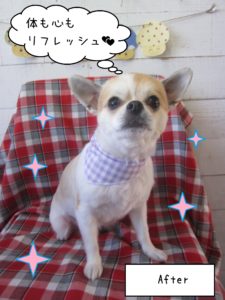 チワワのレオンちゃん施術後