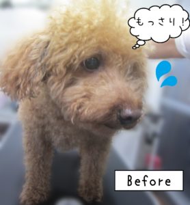 よろしくトイプー