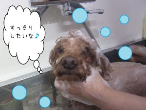 シャンプートイプー